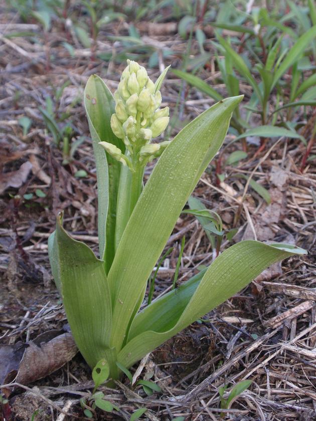 Prima Orchis purpurea in Piemonte